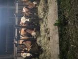 Tjurar simmental Tjurar simmental