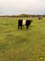 Belted galloway Belted galloway